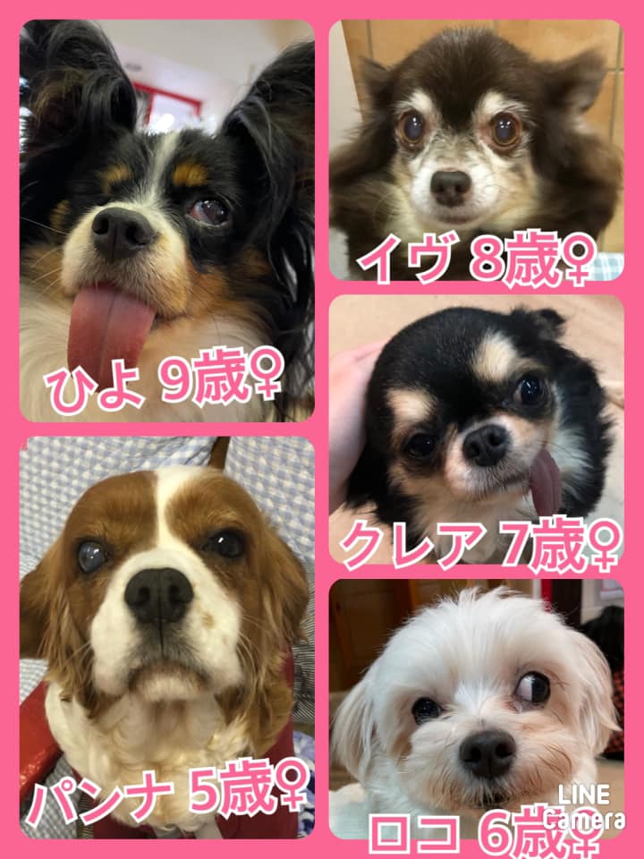 🐾今日の里親様募集中ワンコ🐶メンバーです🐾2021,1,24